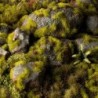 Moss 2mm